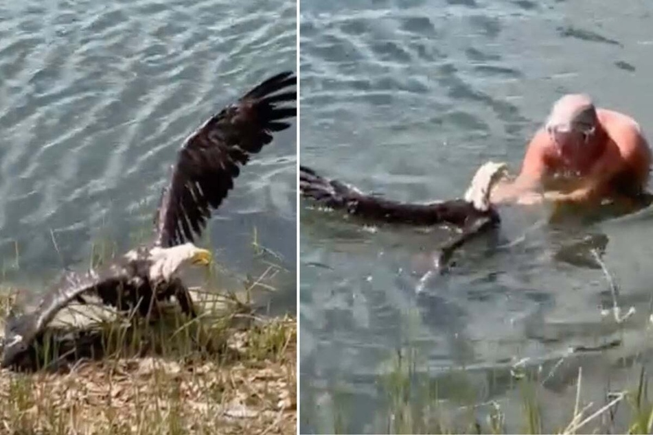With great effort, the brave man brings the battered animal to shore and saves its life.
