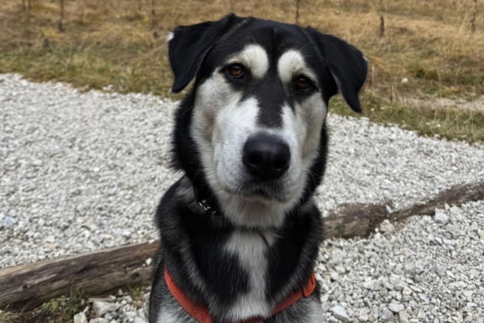 Zade is half Husky, half Golden Retriever.