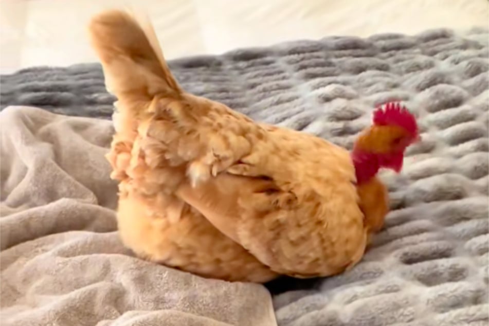 Finally, the chicken laid her eggs and left the bed again.