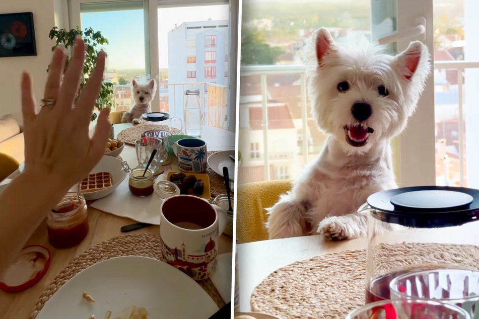 Waving Westie dog melts hearts with adorable paw gestures