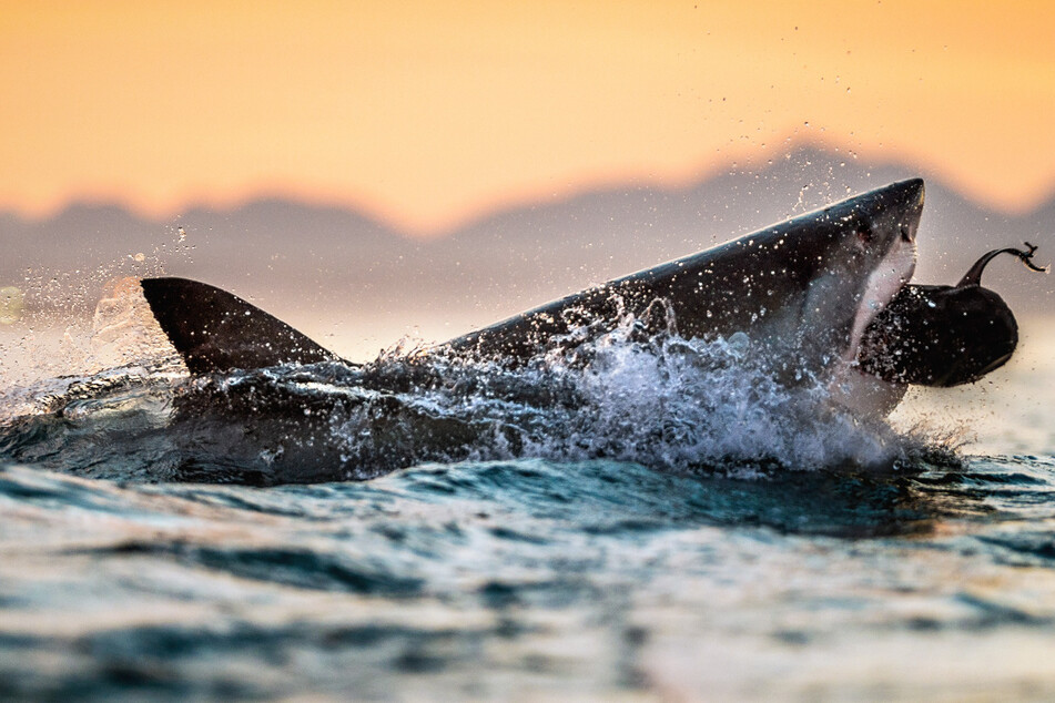 "Aggressive shark behavior" led to a kayaker in northern California experiencing a close encounter and local authorities issuing a warning.