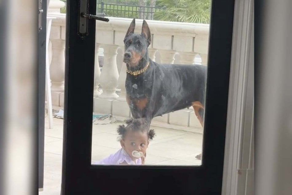 Doberman Cinnamon stood up in front of little Mila and made sure she was safe.
