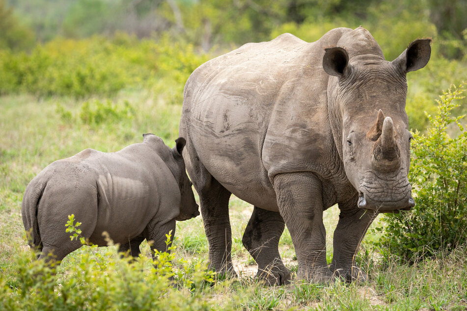If Helen can tolerate wearing the tracker, researchers will put more devices on the rhinos at Animal Kingdom (stock image).