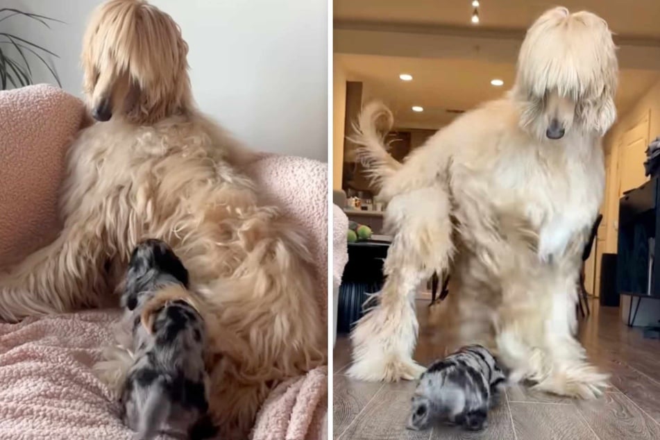 The huge dog is anything but comfortable with the tiny creature.
