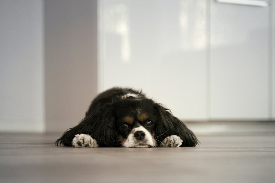If your previously happy-go-lucky pooch is acting out of the ordinary then it might be time to consult a professional animal healthcare specialist for assistance.