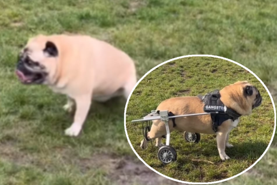 Disabled dog struggles to walk until generous day care workers give her a very special gift