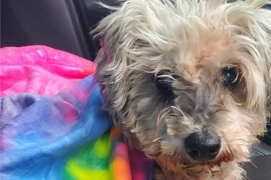 Family gets a call about their dog three years after it went missing