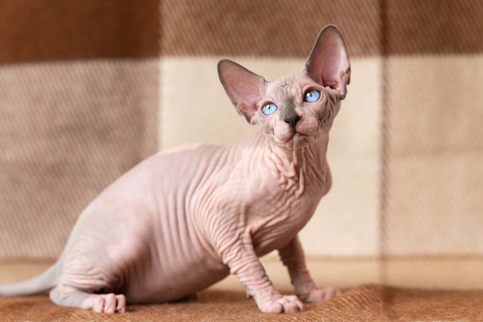 Sphynx cats are known for their lack of fur.