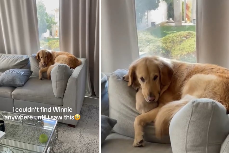 Dog owner looking for tiny Dachshund can't help but laugh at her hiding spot!