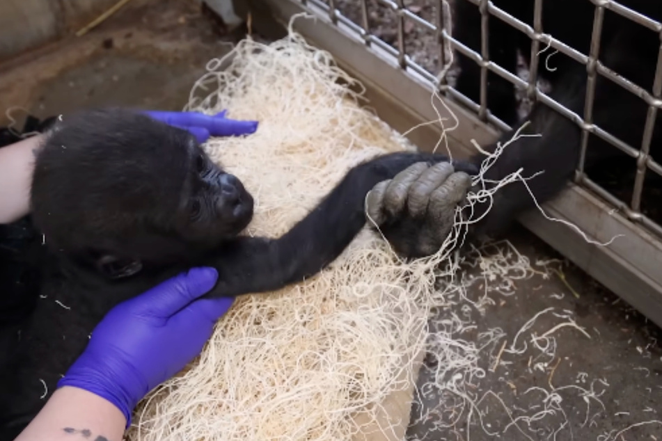 Zookeepers are training Kyembe to use gentle touches with baby Jameela.