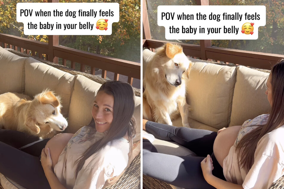 When the Golden Retriever dog feels the movement under his paw, surprise is written all over his face.