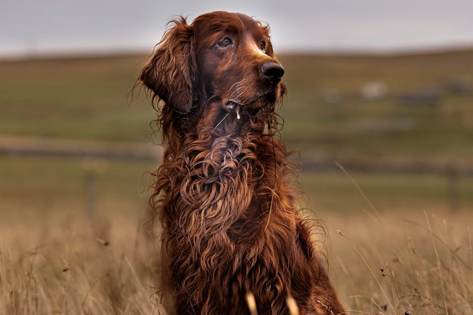 Irish settlers are almost regal in the way that they hold themselves.