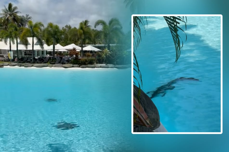 Tourist makes wild crocodile discovery in the pool of luxury hotel!