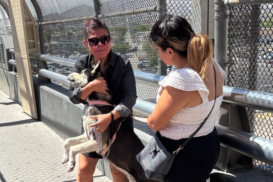 His owners were overjoyed to see the dog again.