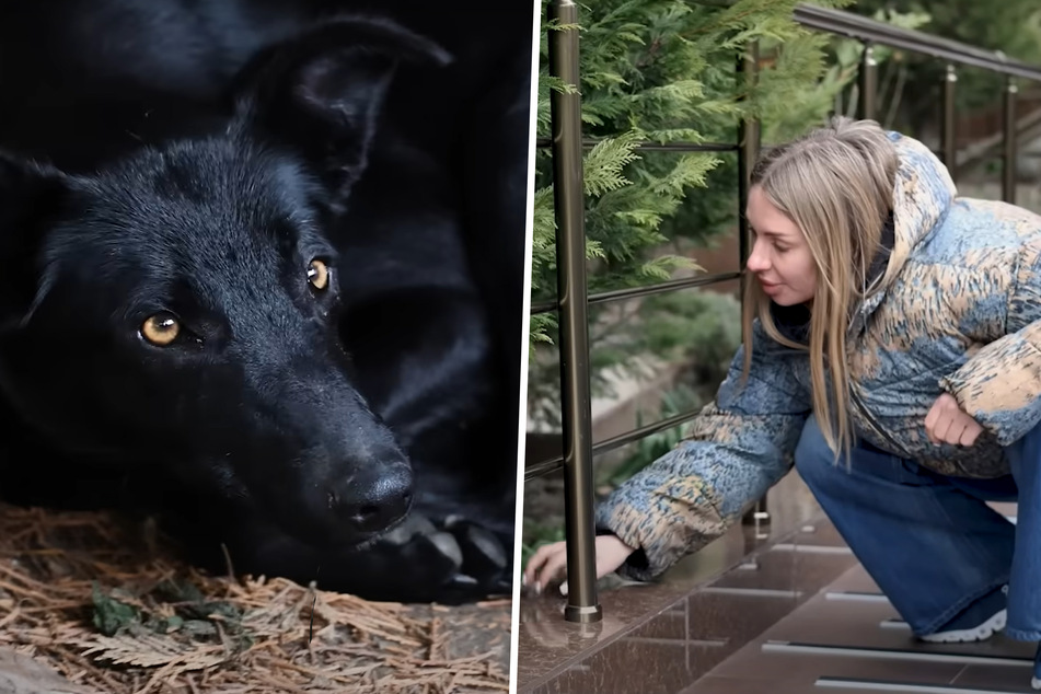 Animal rights activist Olena responded to a call for help from a woman who was worried about a stray dog. Here's how the Love Furry Friends advocate won over the wary pup.