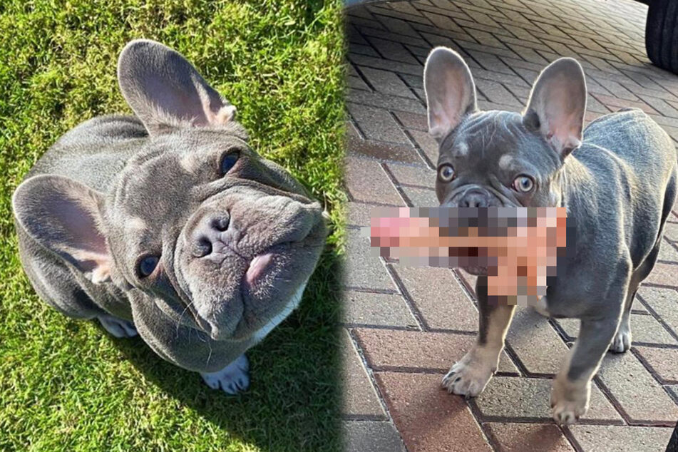 When this dog found a dildo, it became his raunchy new toy - and a source of embarrassment