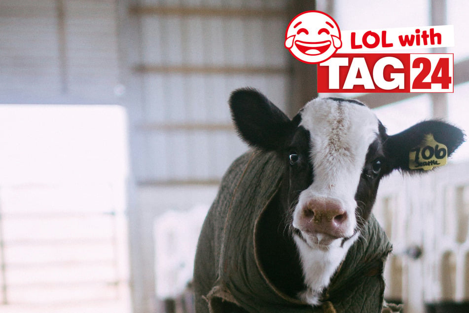 Joke of the Night for October 2, 2026: Moo-ving you to tears!