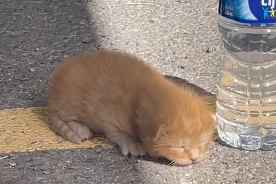When he got out of the car and approached the creature, the man realized that it was a tiny, sleeping kitten.