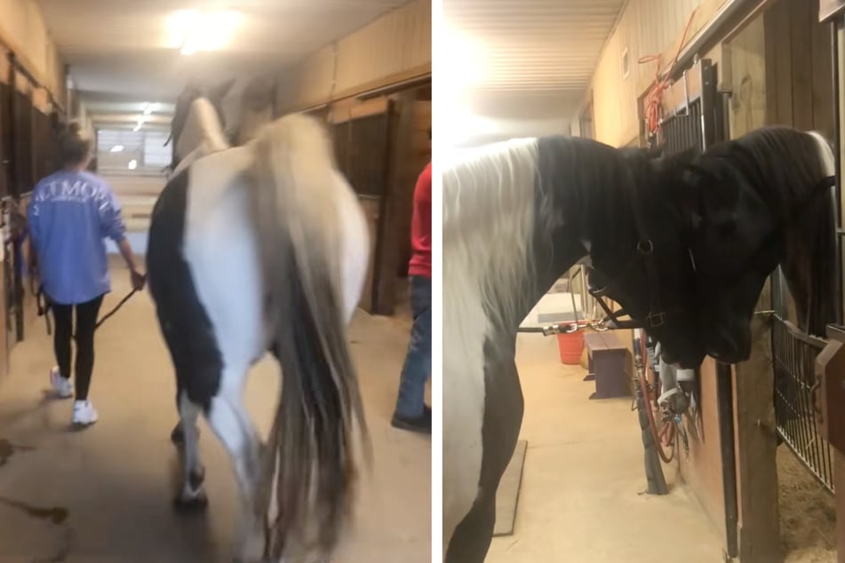 Horse siblings have the cutest reaction to seeing each other again after years of separation