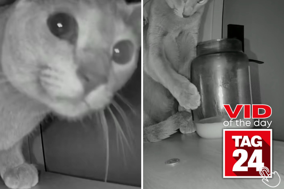 This cat caused kitchen chaos, but the owner's reaction became the real viral moment!