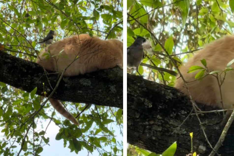 Small bird snatches cat's fur to build his nest!