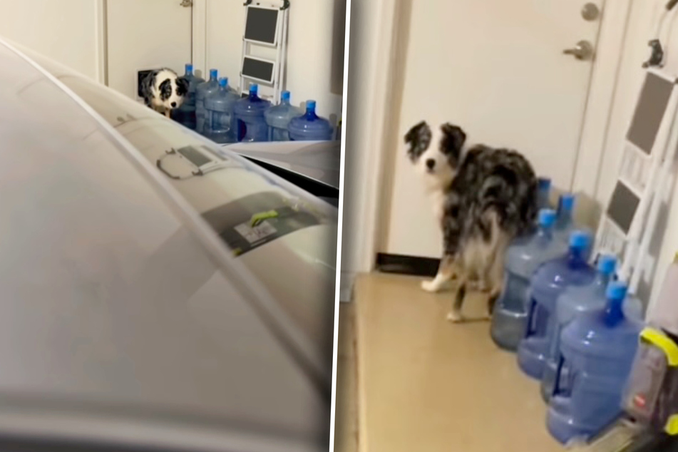 When this dog thinks the coast is clear, his owners turn up.