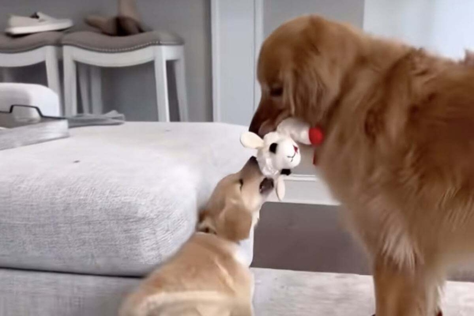 Golden Retriever dogs Ruby and Teddy (r.) immediately became besties!