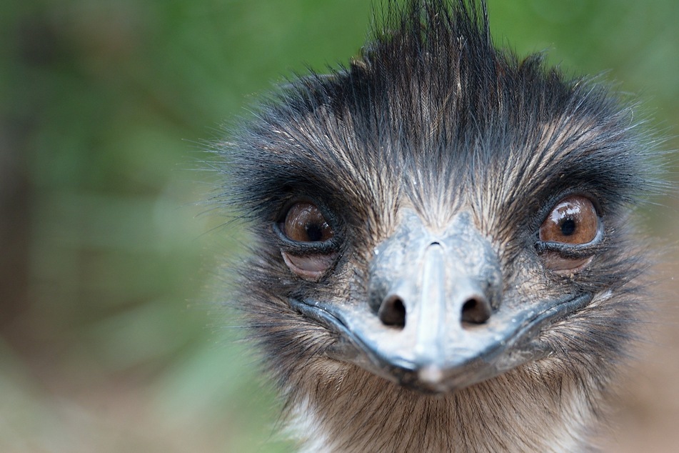 What is the dumbest animal in the world?