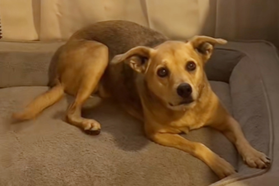 It has always been clear that Zira the dog is a mixed breed, but the question of exactly which breeds she is made of has nagged at her owner Michaela Hyle for years.