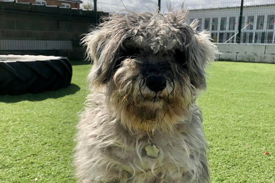 Matted dog finally shaved after rescue – and her stunning features are revealed!