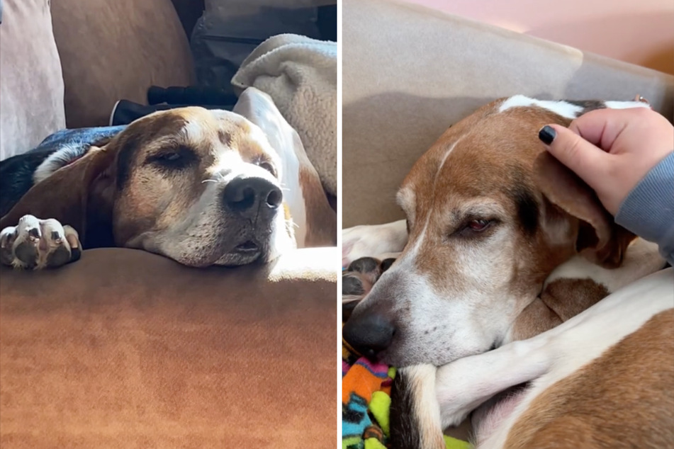 Abandoned old dog has been looking for a family for years!