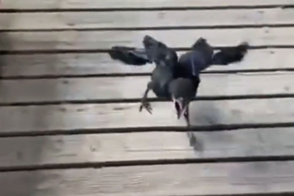 Oscar runs towards his rescuers, full of excitement!