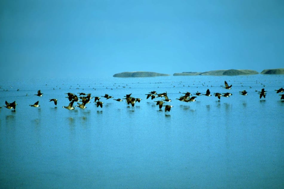 Trump administration sued over land swap that would allow road to be built in Alaska wildlife refuge