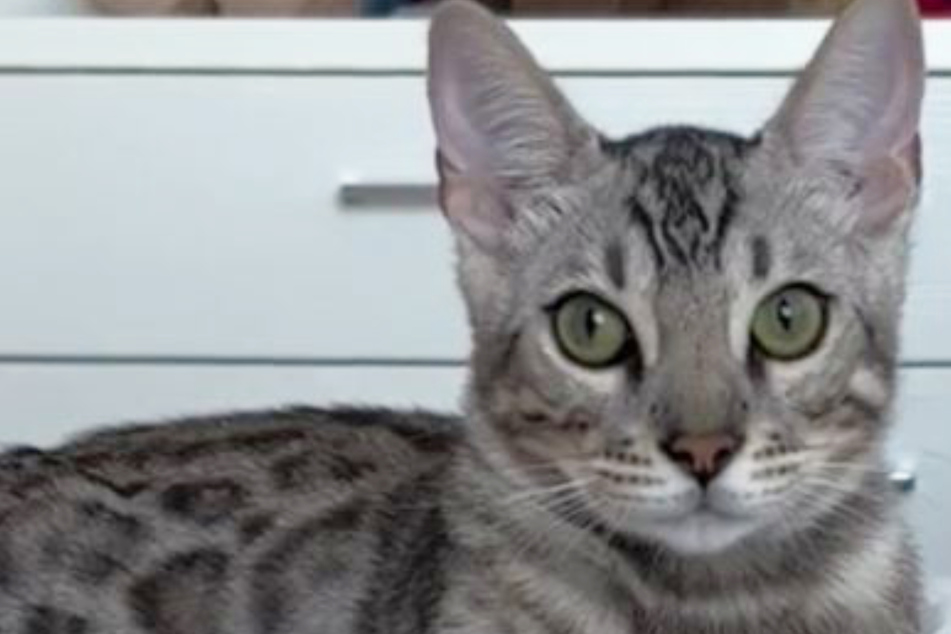 "Track star" sprinting cat has the internet giggling: "I am speed"