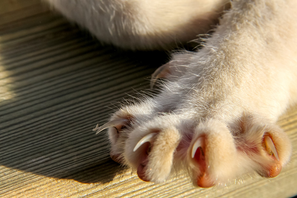 Cats can retract their claws and only use them when necessary.