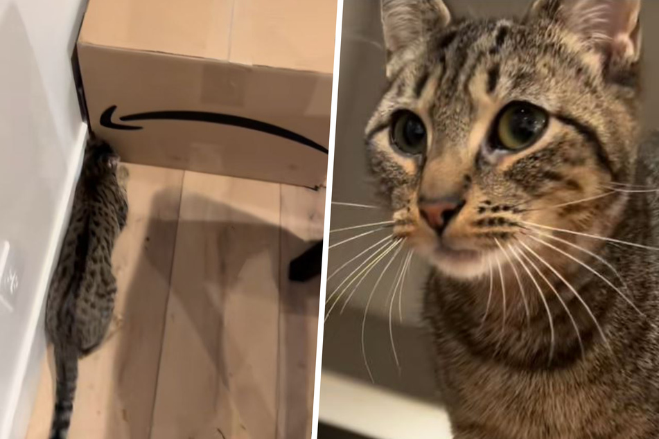 Pudding the cat was furious when she couldn't get under the box, but why?