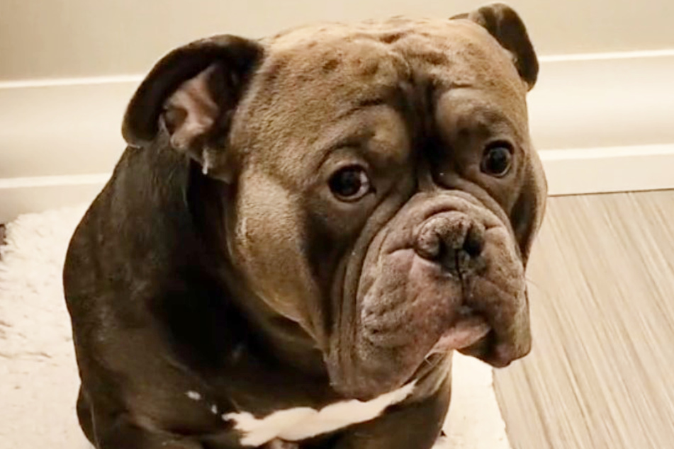 Captain the dog greets bath time with his most disgruntled expression – and millions of TikTok users are laughing!