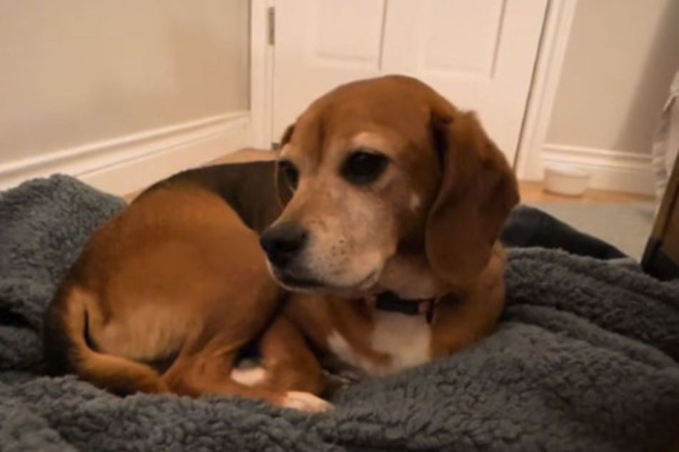 Barkley was rescued from a lab and is only now learning how to play!
