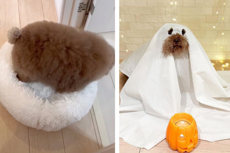 Mohu can't keep her round body and fluffy fur hidden for long.