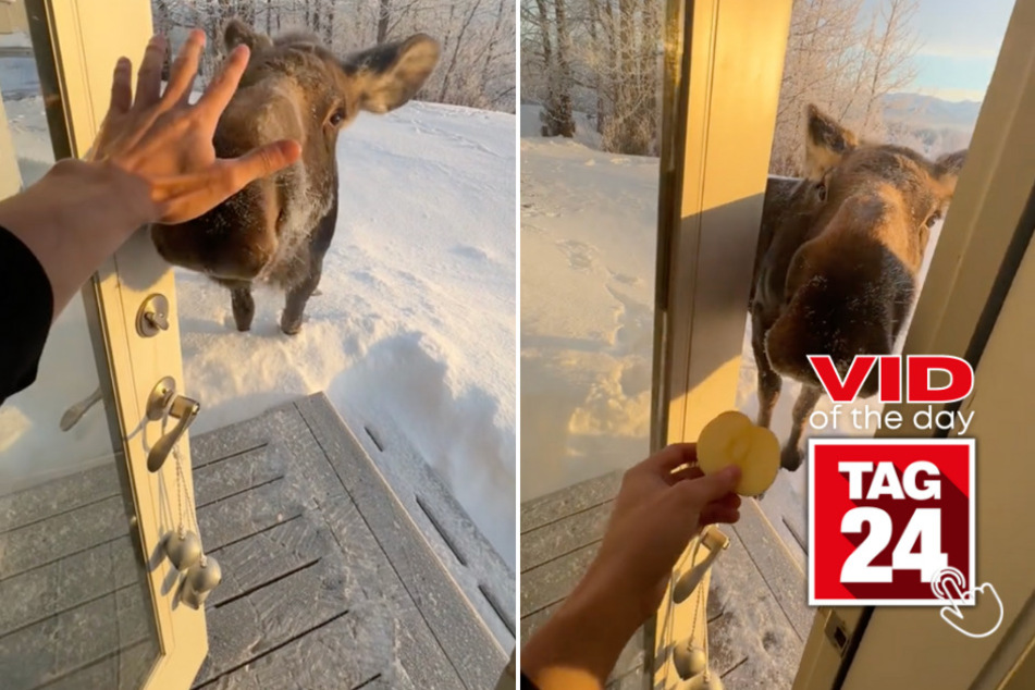 Viral Video of the Day for January 25, 2024: Big snow puppy stops by man's cabin for fresh fruit!