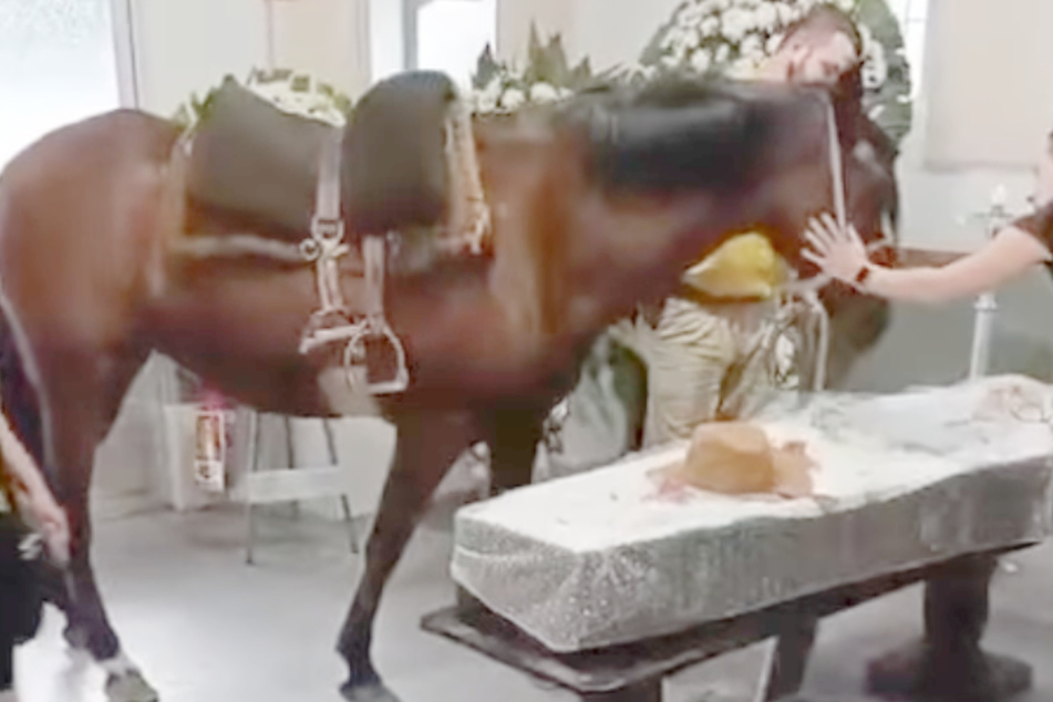 This horse knows her human has passed.
