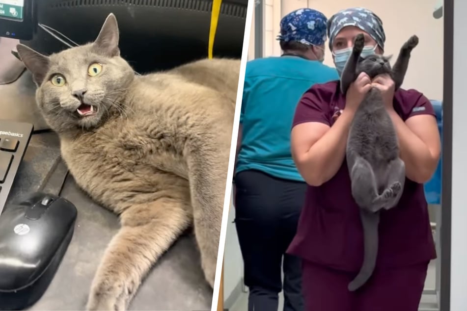 This veterinary clinic's resident cat keeps causing adorable chaos!