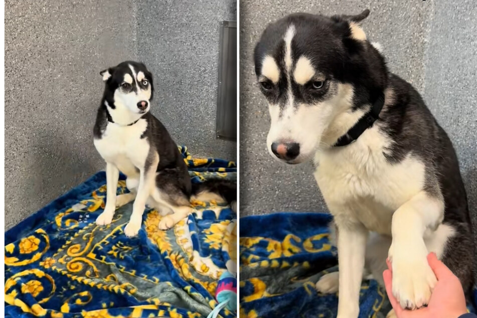The body language is clear: Axel the dog is suffering greatly from his current situation.
