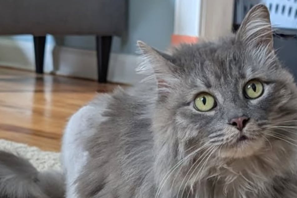 Missing cat reappears after two years, but she can't stay!