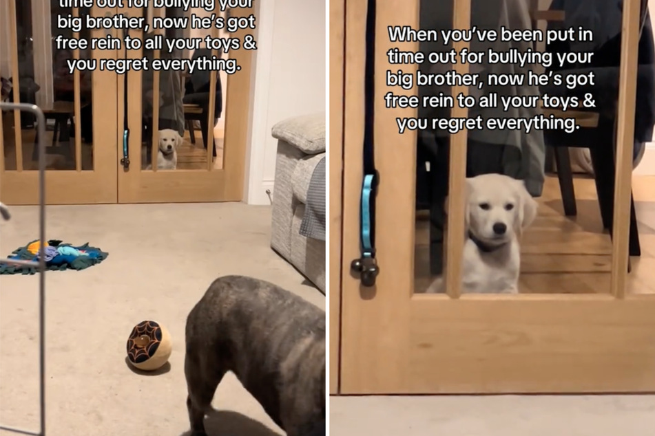 Rowdy puppy dog has the cutest reaction to being put in time out: "Plotting revenge"