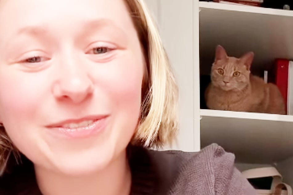 Cat's dramatic response to owner's new IKEA furniture costs her $5,000: "Glad he didn't overreact"
