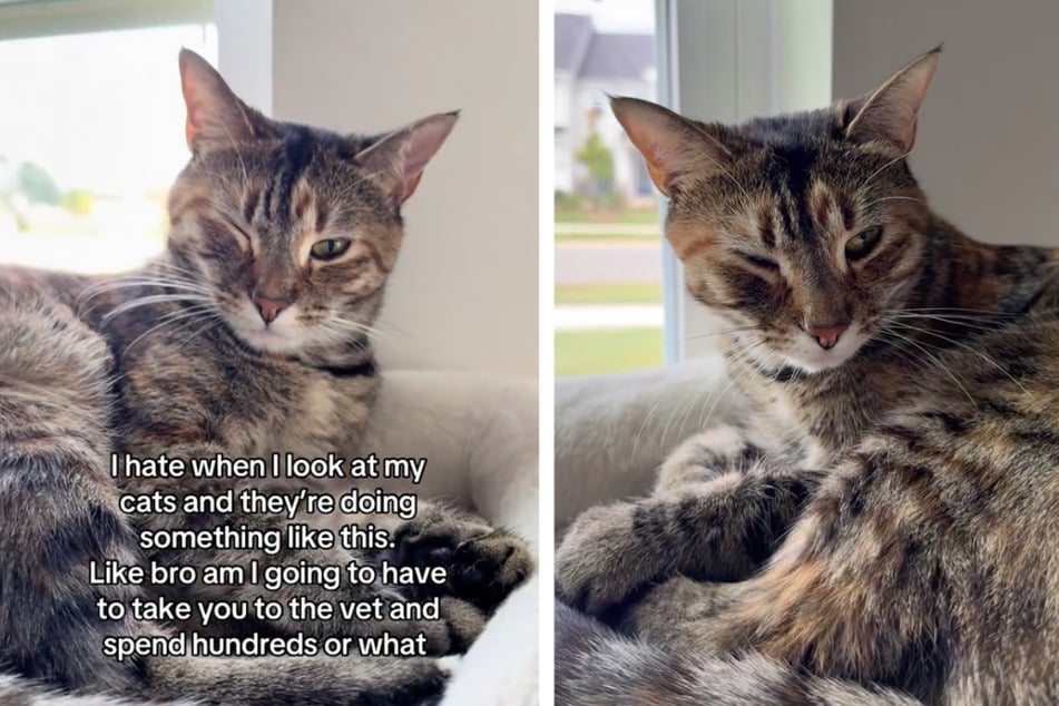 Cat owner crashes out when kitty starts up bizarre habit: "In this economy?!"