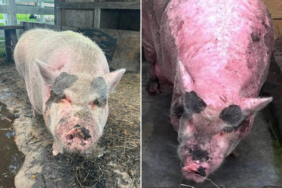 The hefty four‑legged Waddles was handed over to the SPCA Tampa Bay in 2024—with drastic consequences.