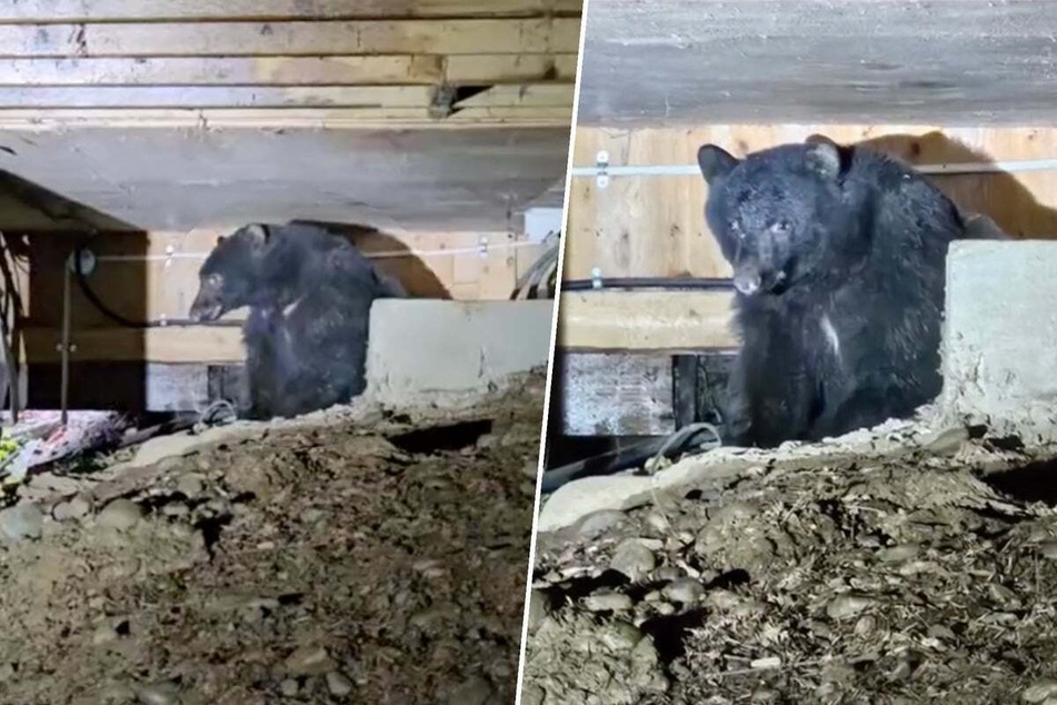 Dog's constant barking leads to a shocking discovery!