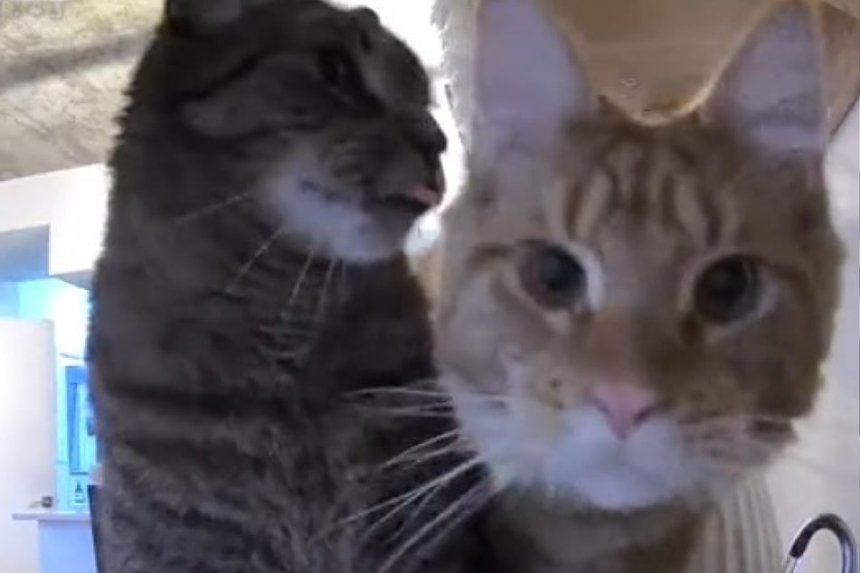 These curious cats know they are being watched!